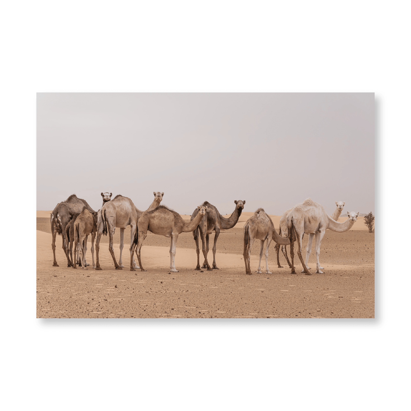 Camels In The Sahara - Jasper & Jute