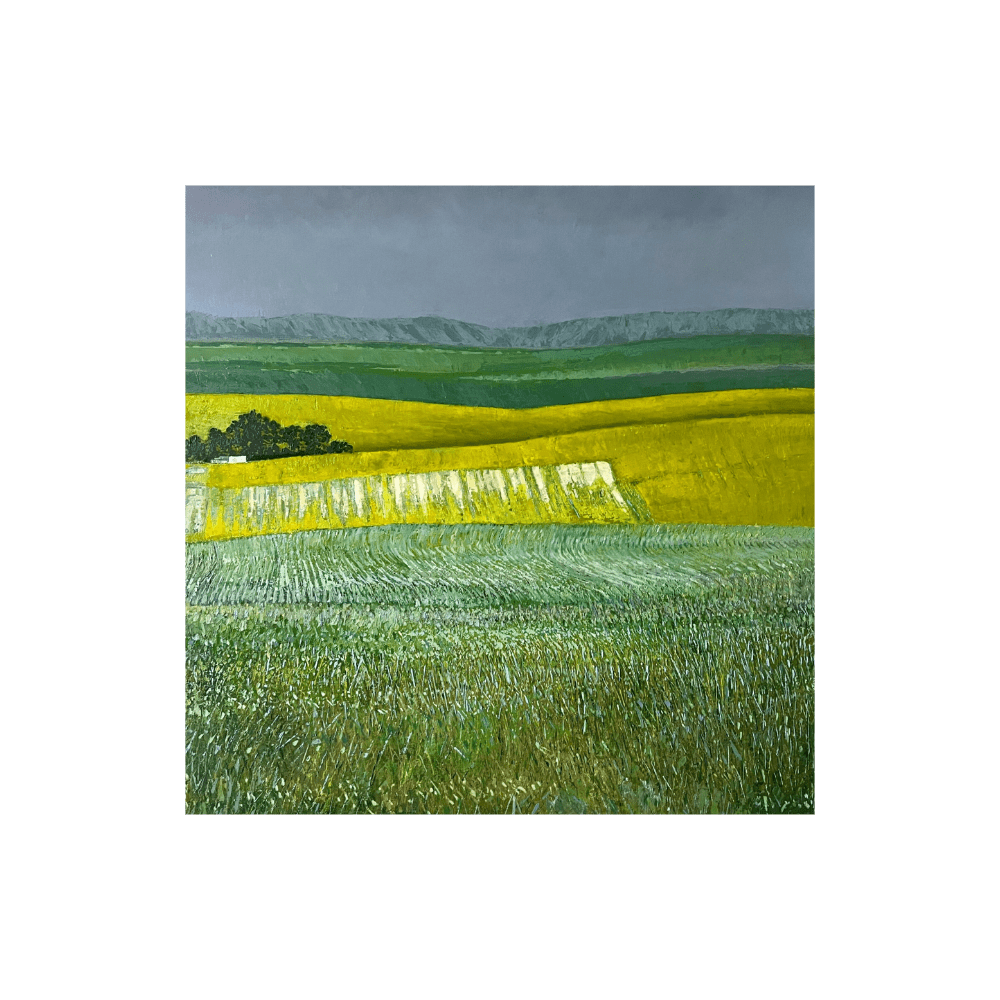 Canola Fields
