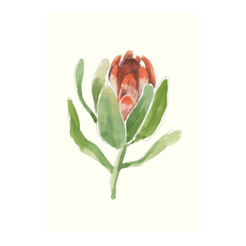 Cape Flora