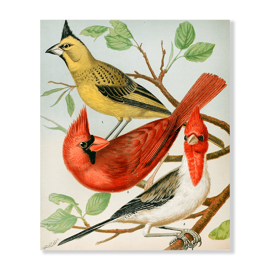 Cardinals,Virginian Nightingale - Jasper & Jute