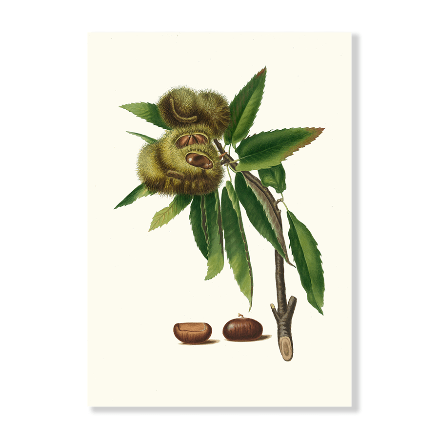 Castagna marrona [Spanish Chestnut] - Jasper & Jute