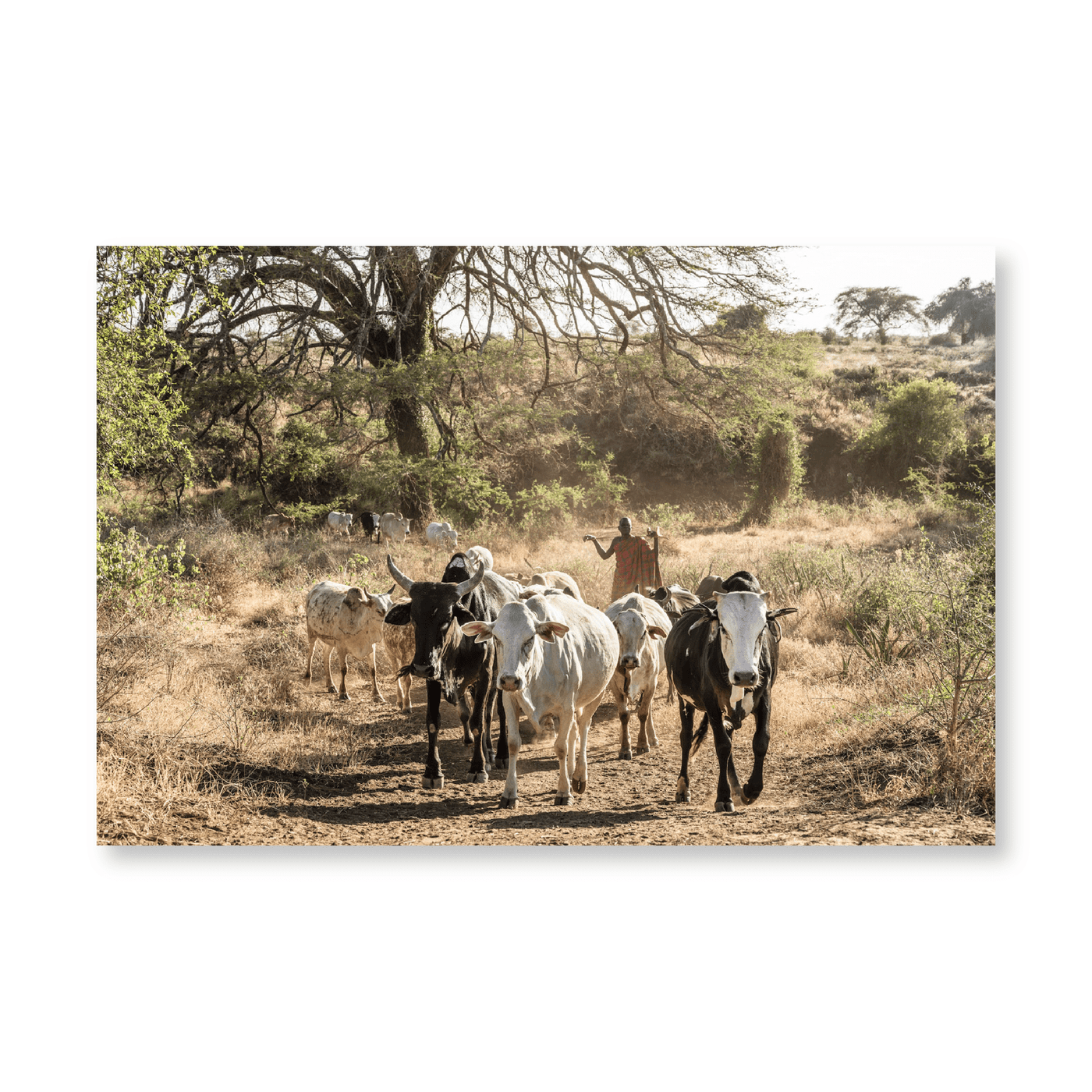 Cattle Going Home - Jasper & Jute