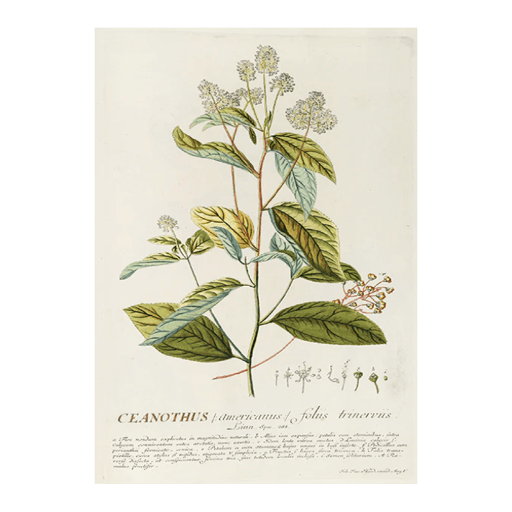 Ceanothus