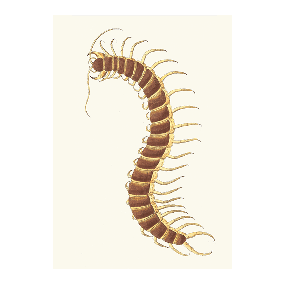 Centipede