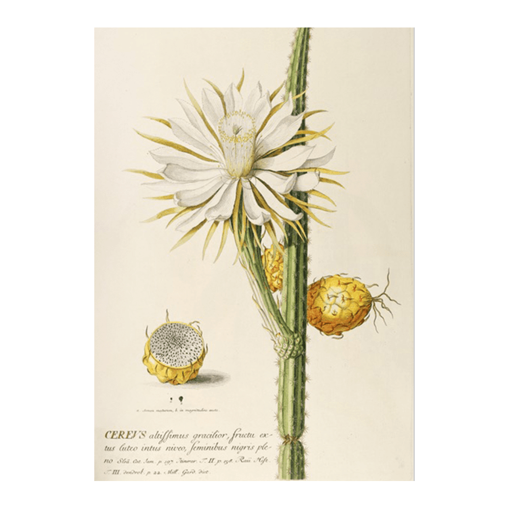 Cereus (1750-1773)
