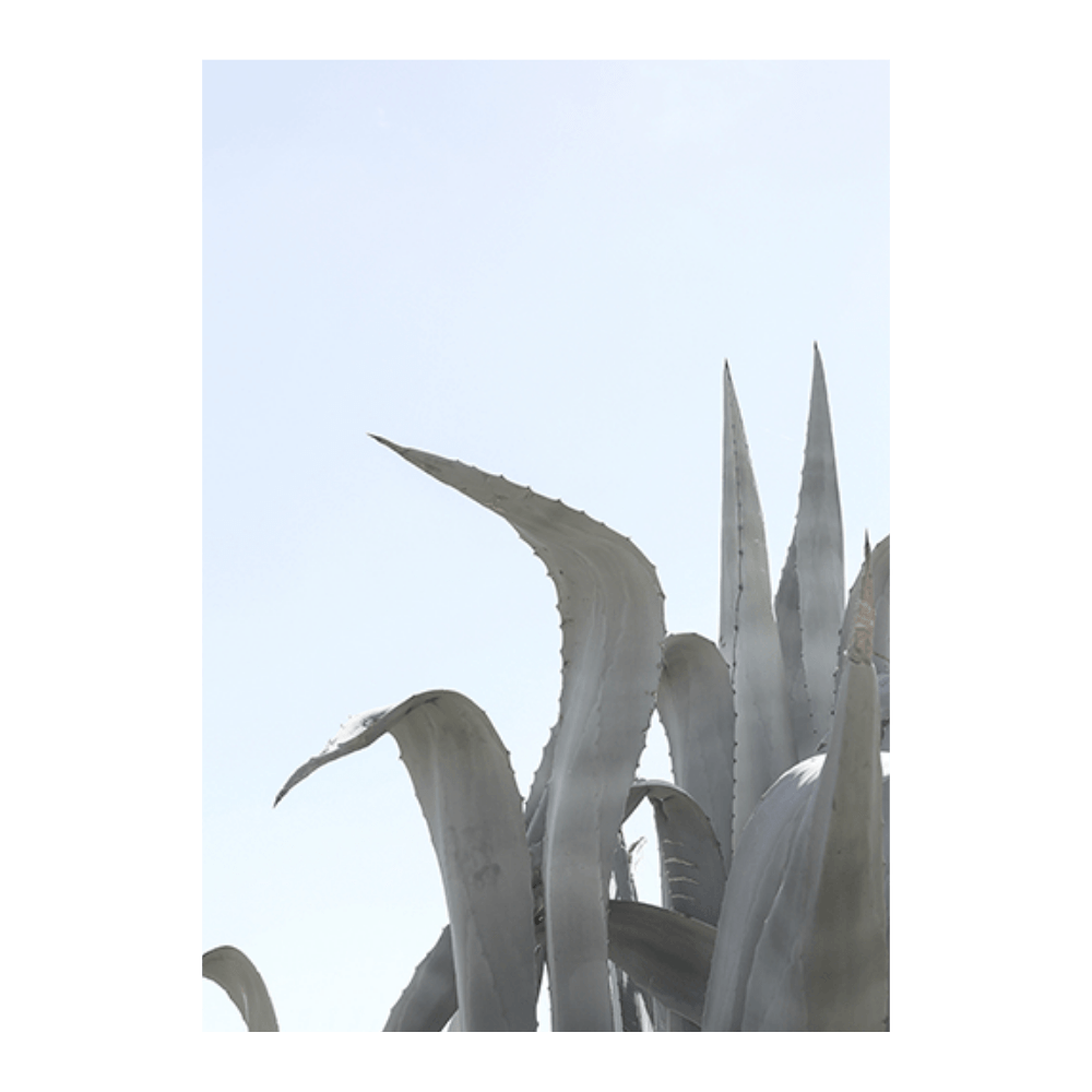 Charming Agave