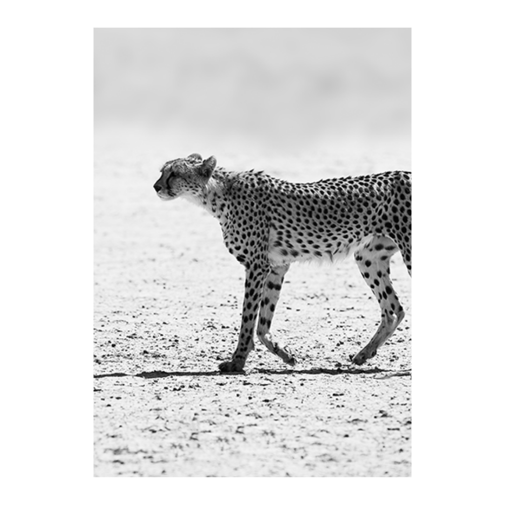 Cheetah