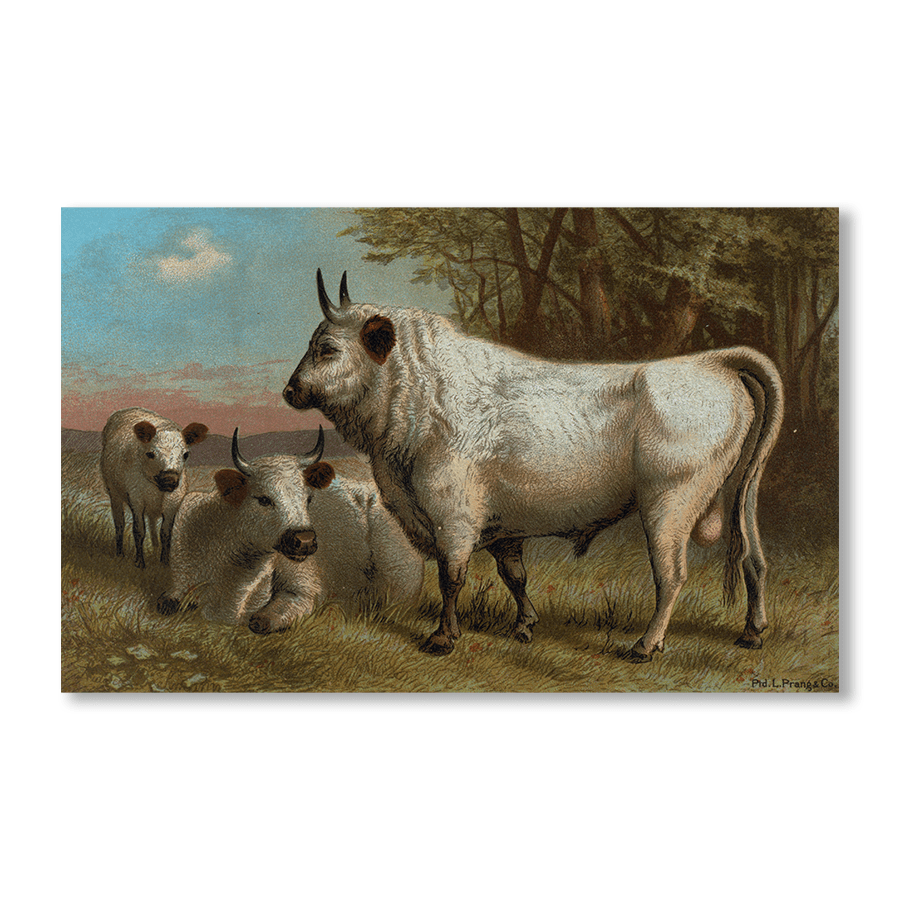 Chillingham Cattle - Jasper & Jute