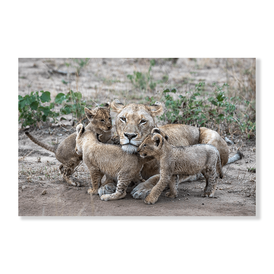 Circles of Cubs - Jasper & Jute