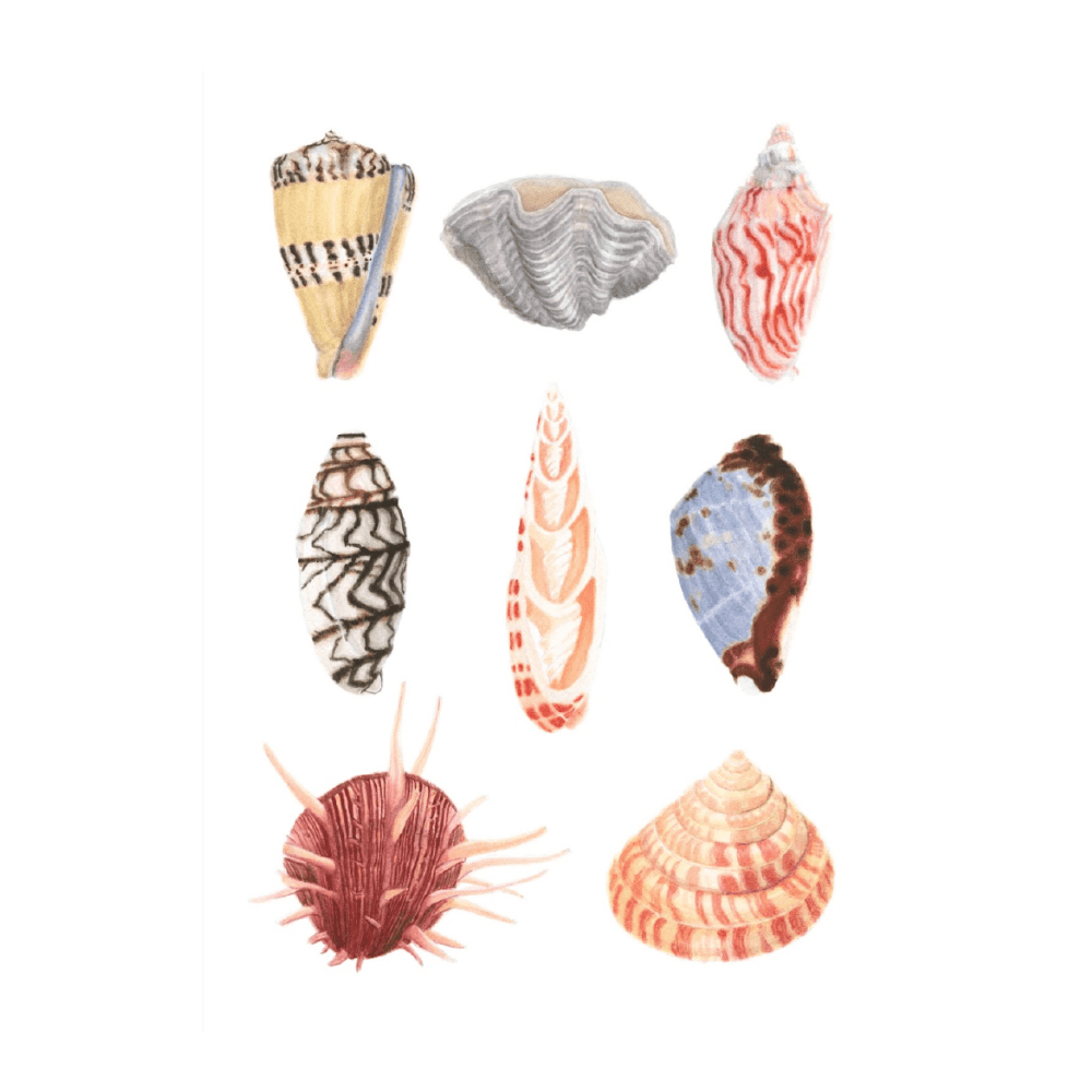Classic Shells I
