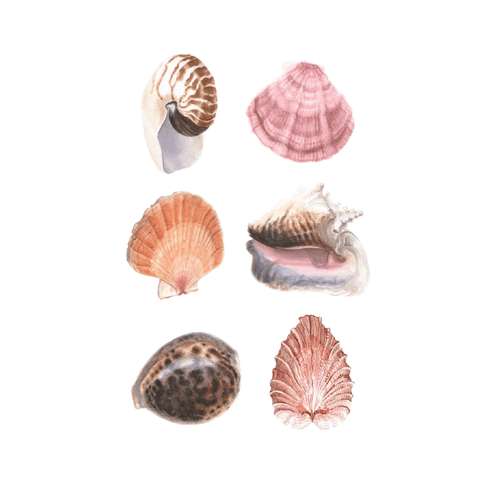 Classic Shells II