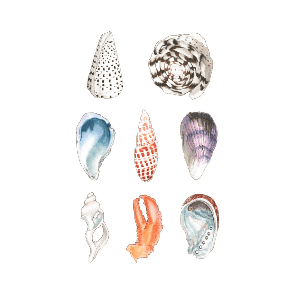 Classic Shells III