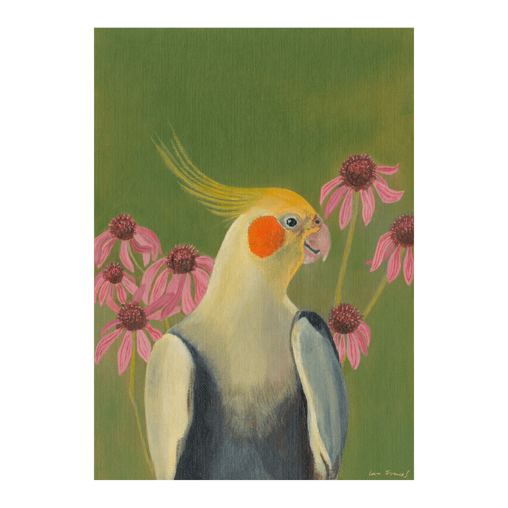 Cockatiel Echinacea