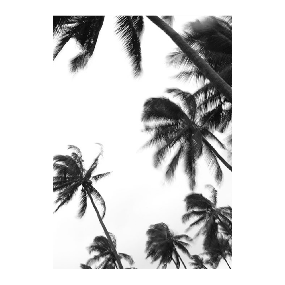 Coco Island III