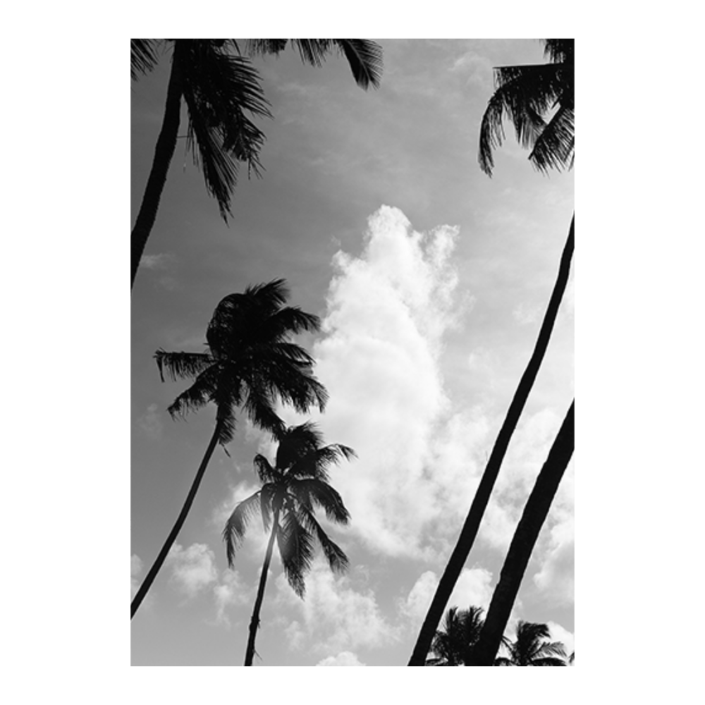 Coco Island II