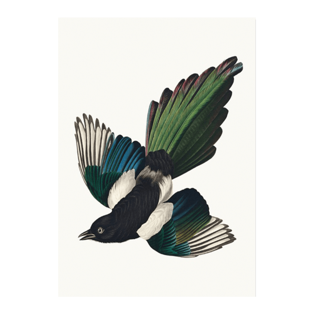 Audubon American Magpie