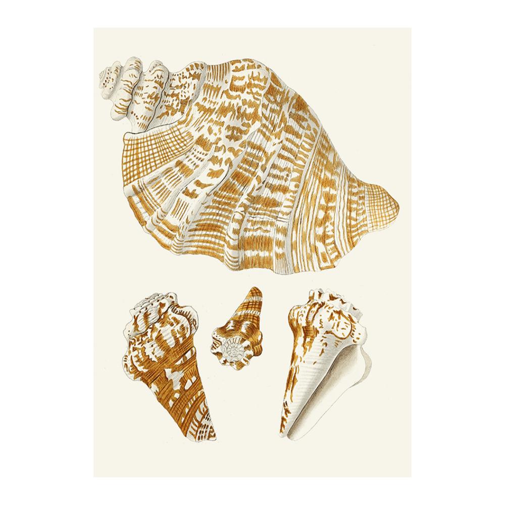 Strombea XXVI