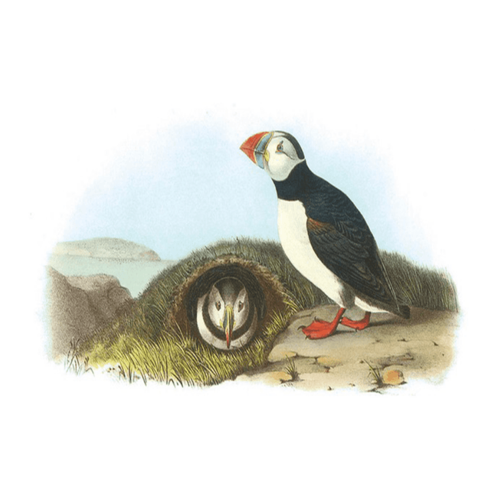 Audubon Atlantic Puffins