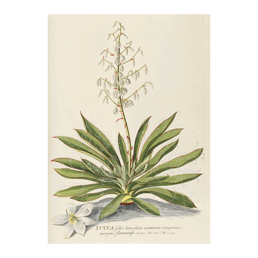 Yucca