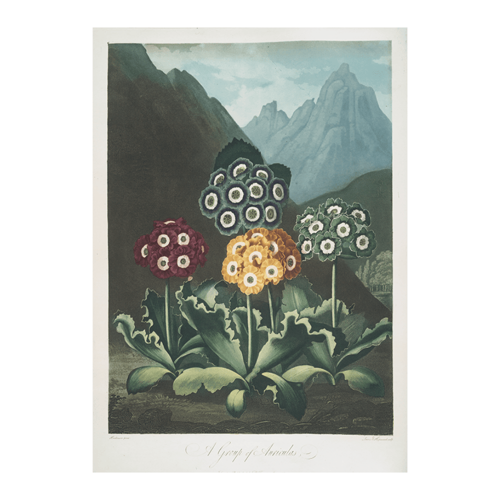 A Group of Auriculas