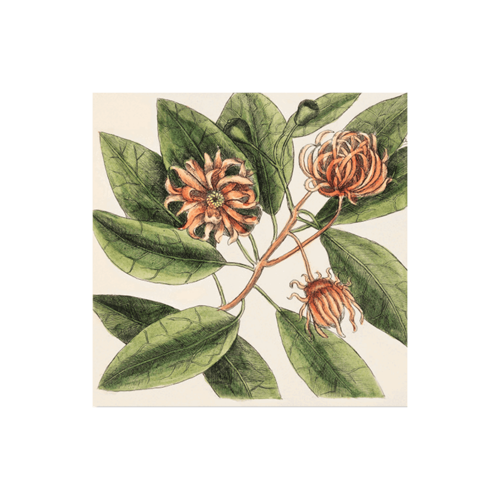 Upright Honey Suckle (Ciflus Virginiana)