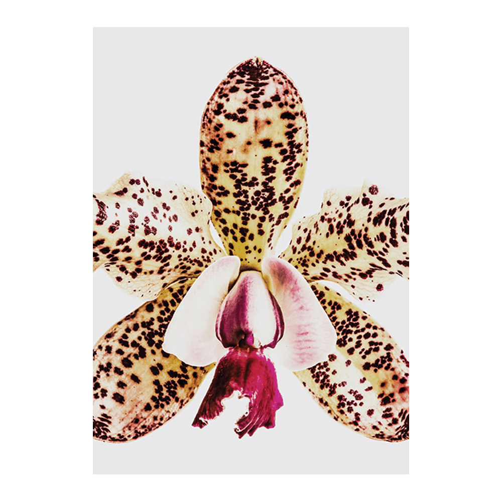 Coral Orchid