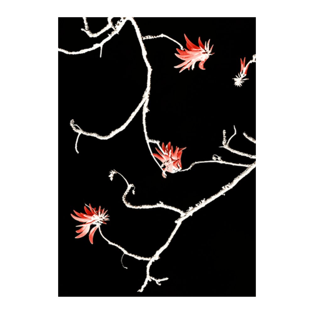 Coral Tree