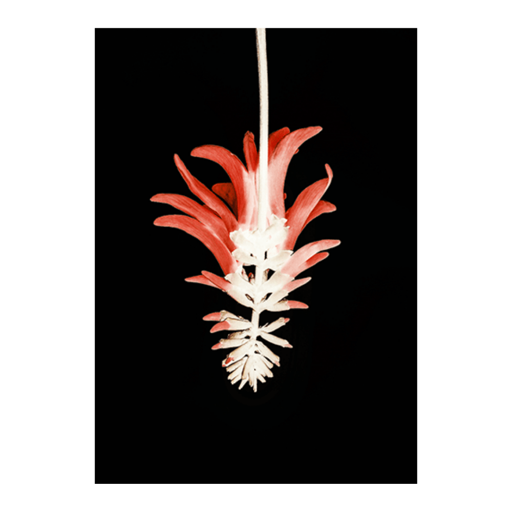 Coral Tree Flower
