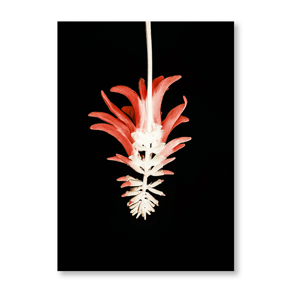 Coral Tree Flower - Jasper & Jute