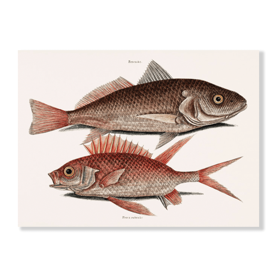 Croaker (Perca marina) Squirrelfish (Perca rubra) - Jasper & Jute