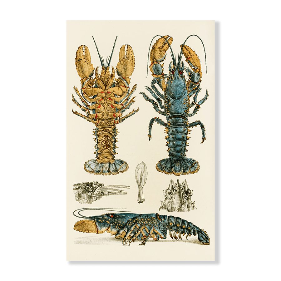 Crustacea II (1885 1890) - Jasper & Jute