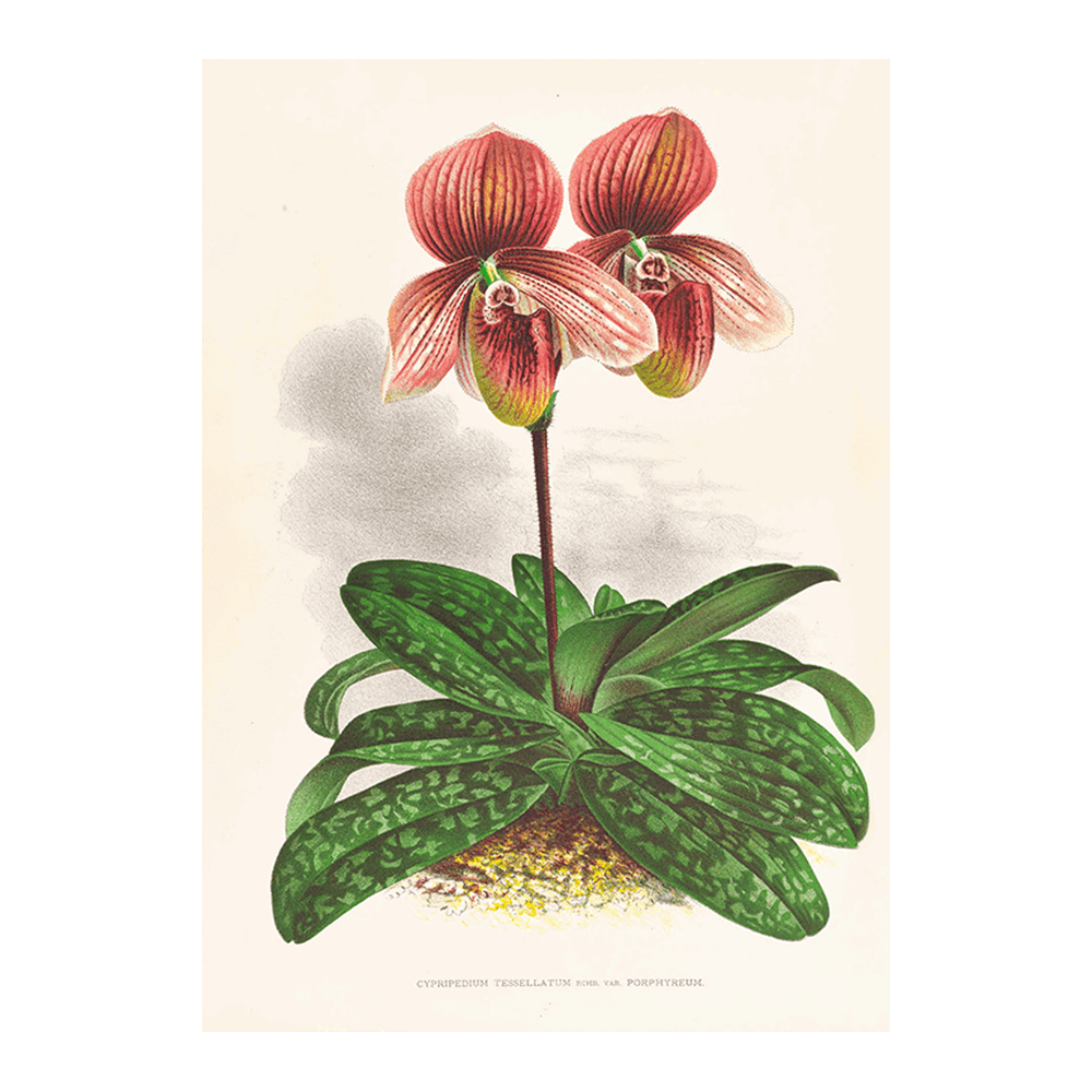 Cypripedium Tessellatum