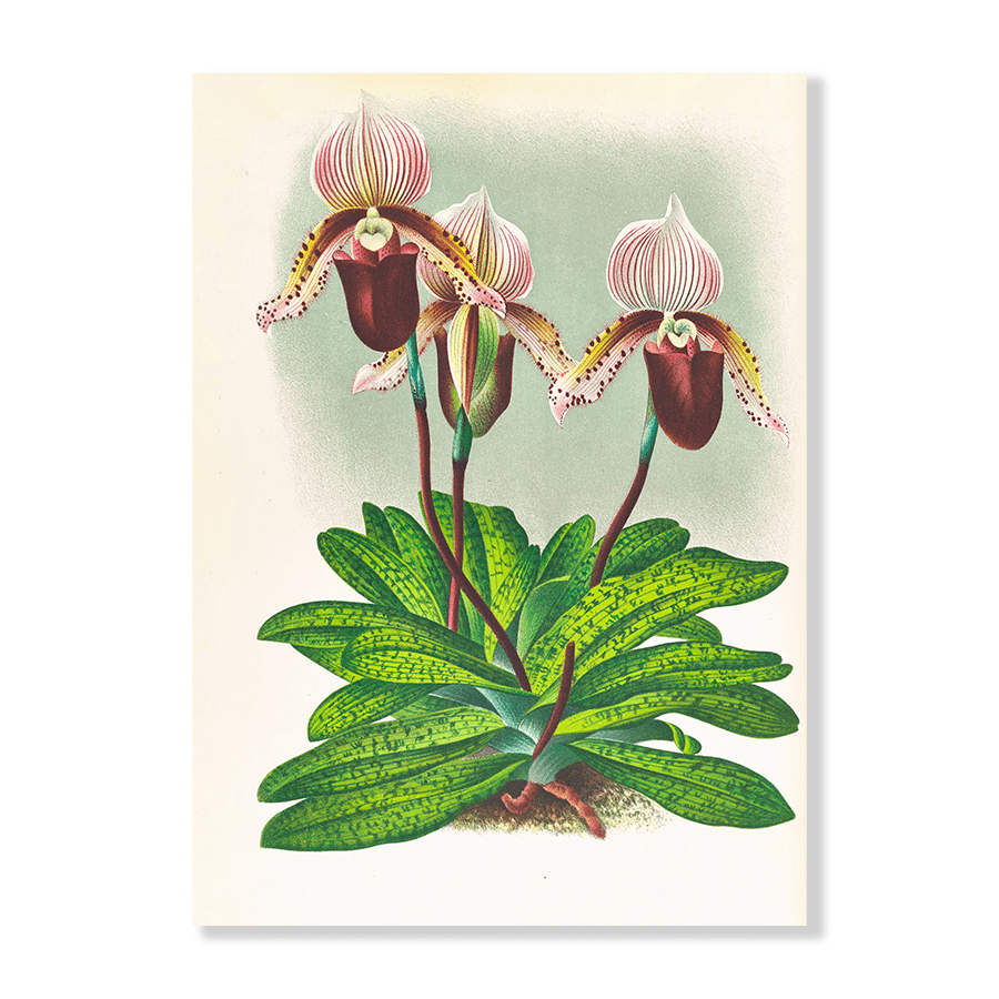 Cypripedium Barbato Veitchianum - Jasper & Jute