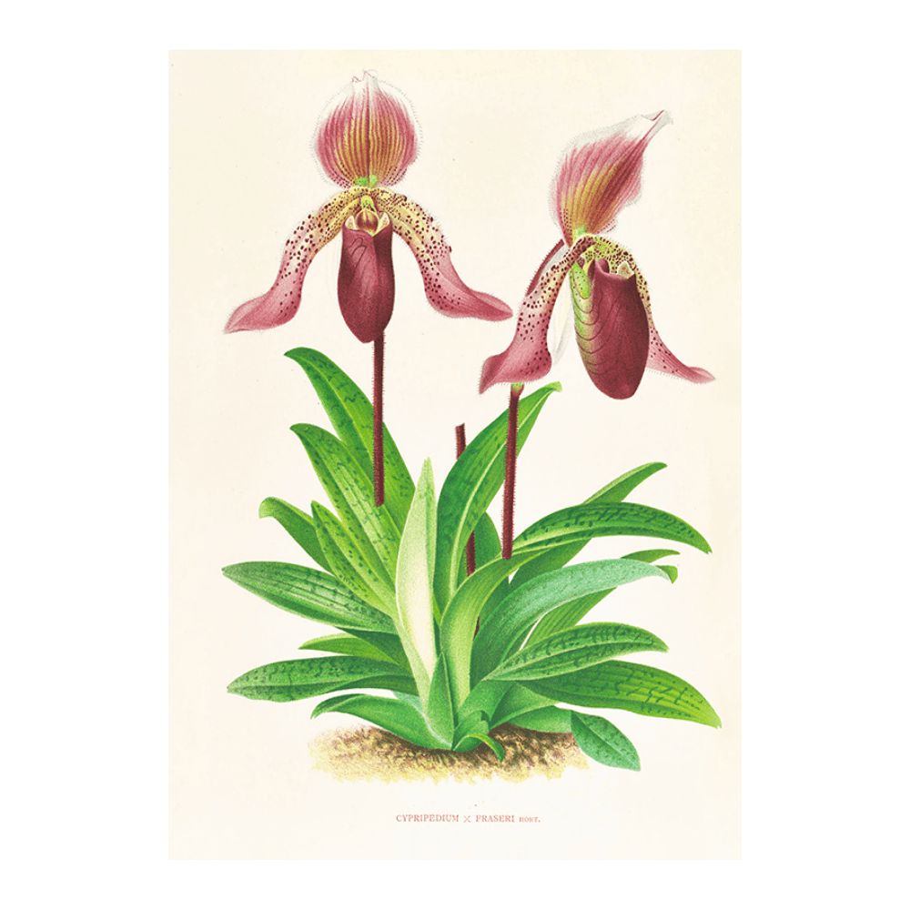 Cypripedium Fraseri