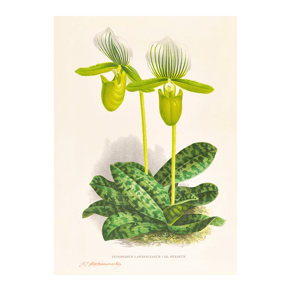 Cypripedium Lawrenceanum var Hyeanum