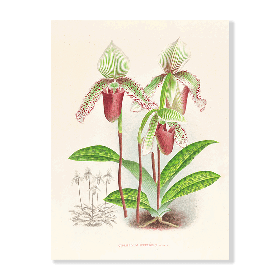 Cypripedium Superbiens - Jasper & Jute