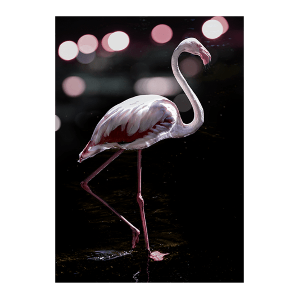 Dancing Flamingo