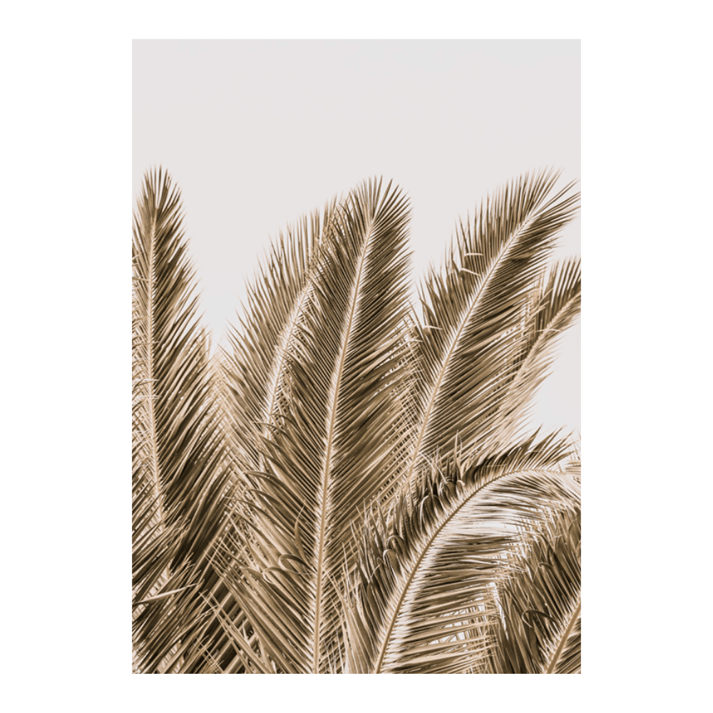 Desert Palm