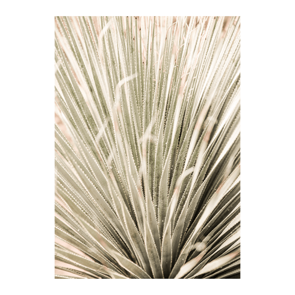Desert Spoon