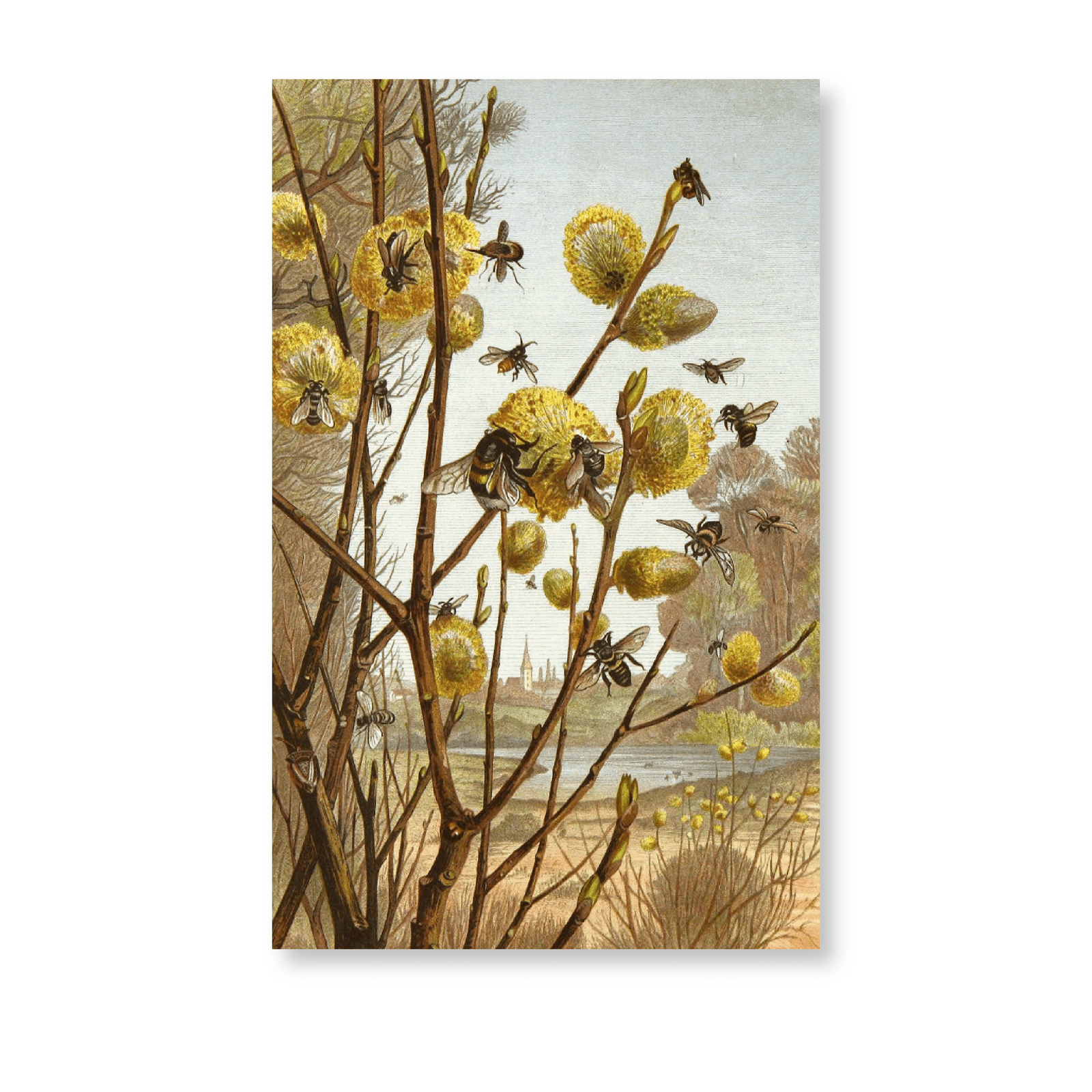 Die Insekten, Tausendfüssler Und Spinnen PI VII (1877) - Jasper & Jute
