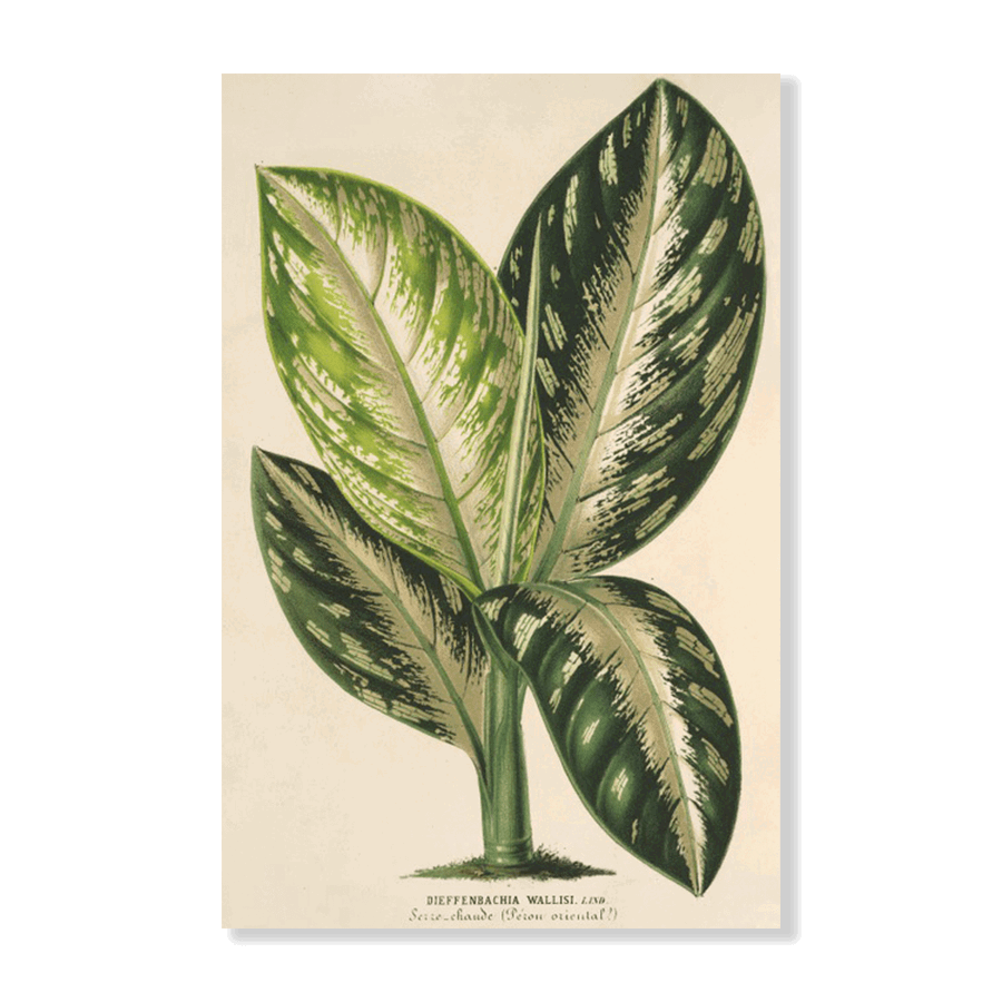 Dieffenbachia Wallisi (1854-1896) - Jasper & Jute