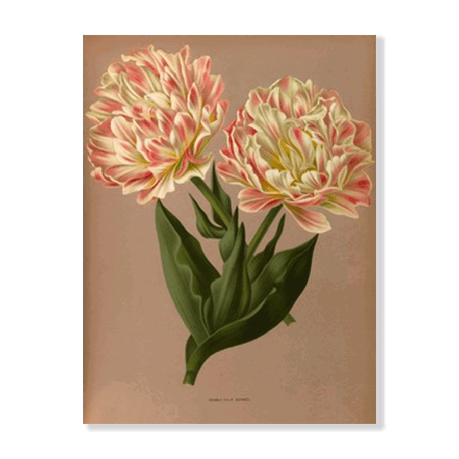 Double Tulip Raphael. (1872-1881) - Jasper & Jute