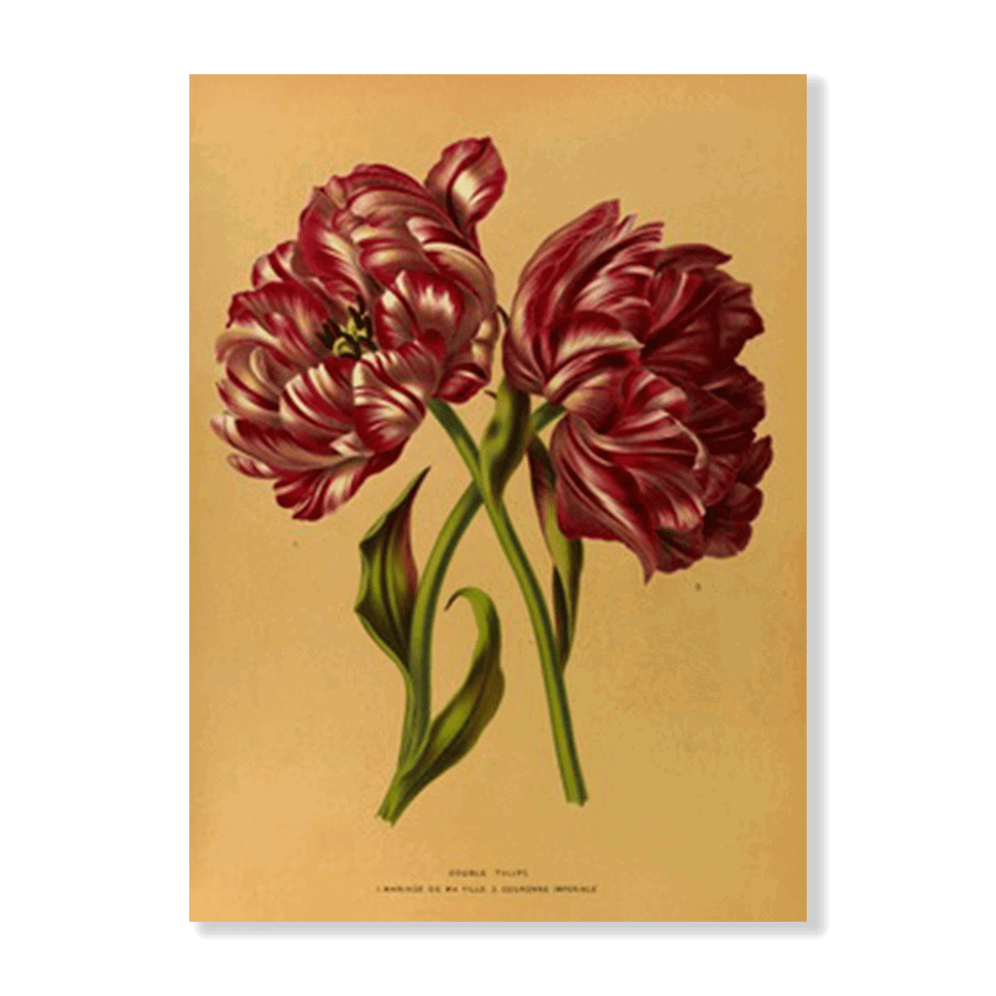 Double Tulips 1.Mariage De Ma Fl Lle. 2.Couronne Imperiale (1872-1881) - Jasper & Jute