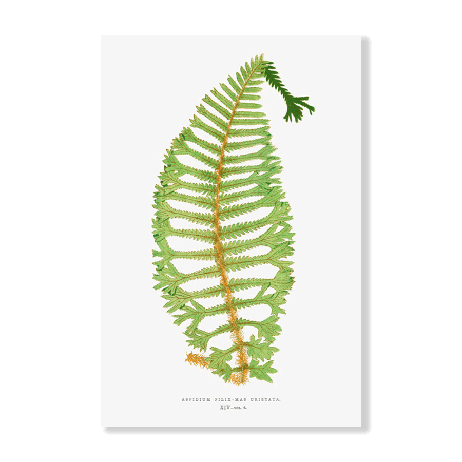 Dryopteris Filix-Mas Cristata Fern - Jasper & Jute