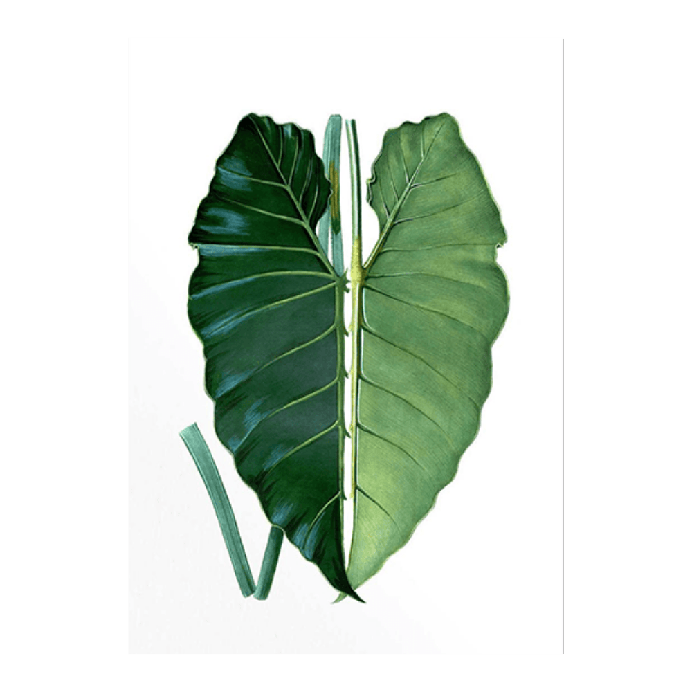 French Tropical Illustration II