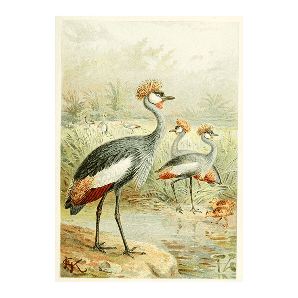 ‍East African Balearic Crane (100% off)