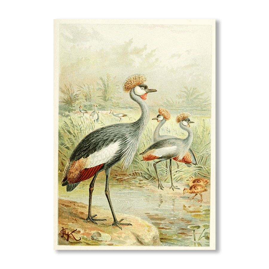 East African Balearic Crane - Jasper & Jute