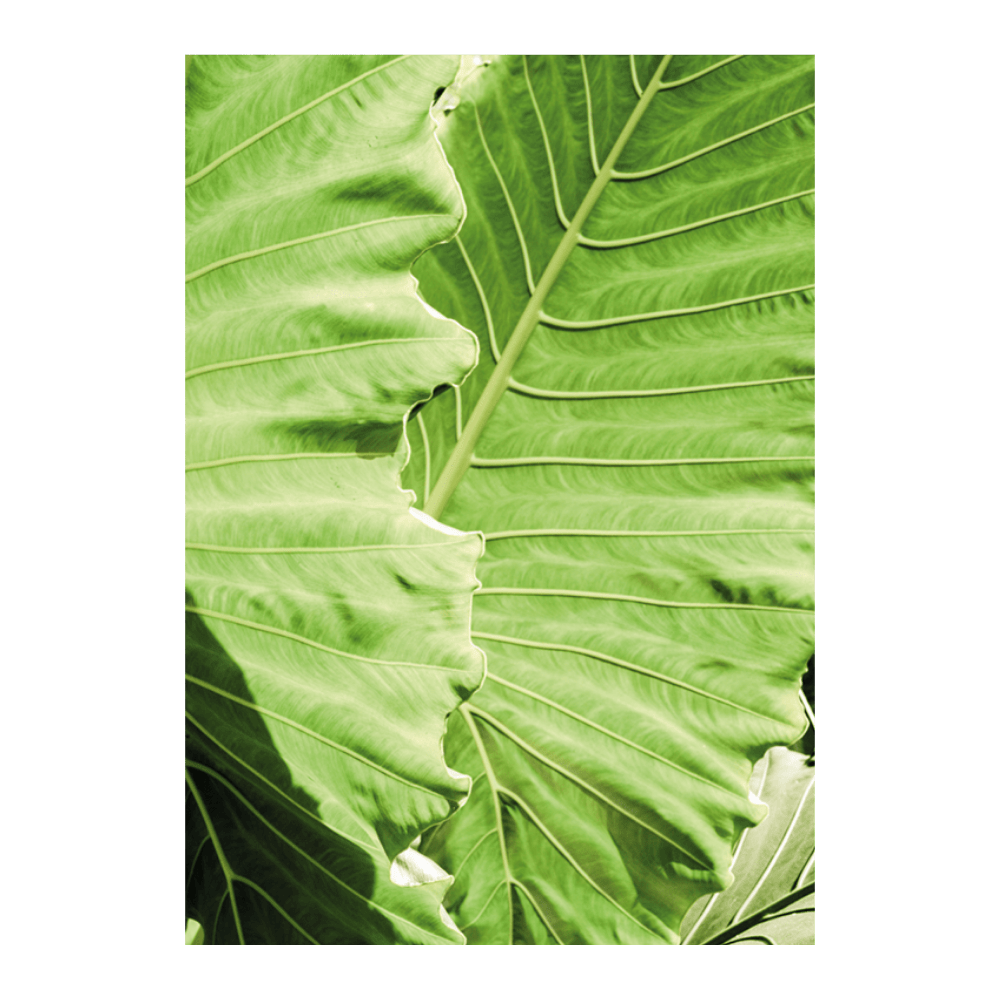 Elephant Ears
