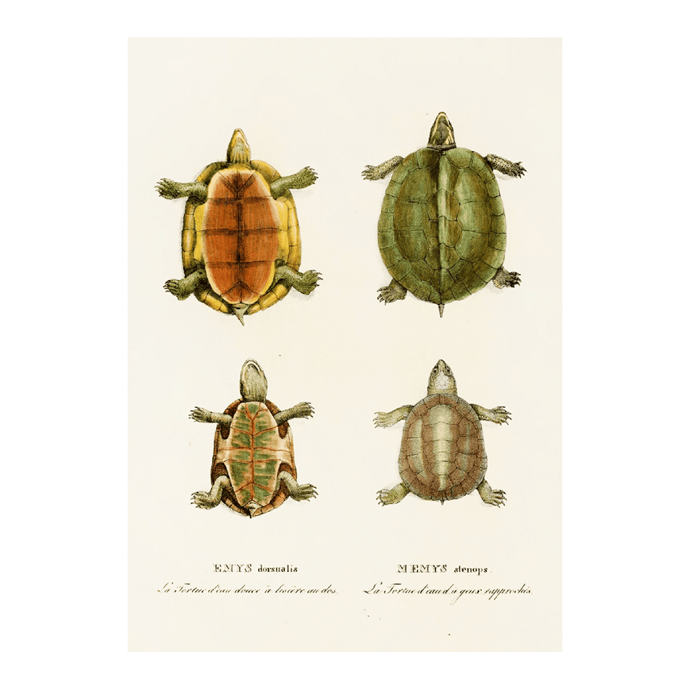 Emys Dorsualis, Emys Stenops (1838)