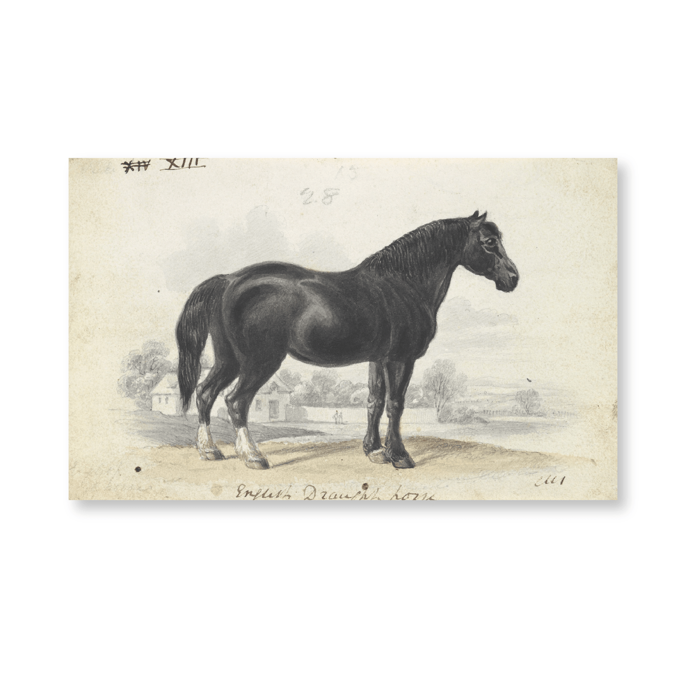 English Draught Horse (1837) - Jasper & Jute